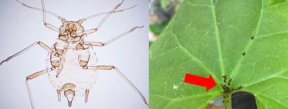 KAZ DAĞLARINDA YENİ BİR BÖCEK TÜRÜ KEŞFEDİLDİ